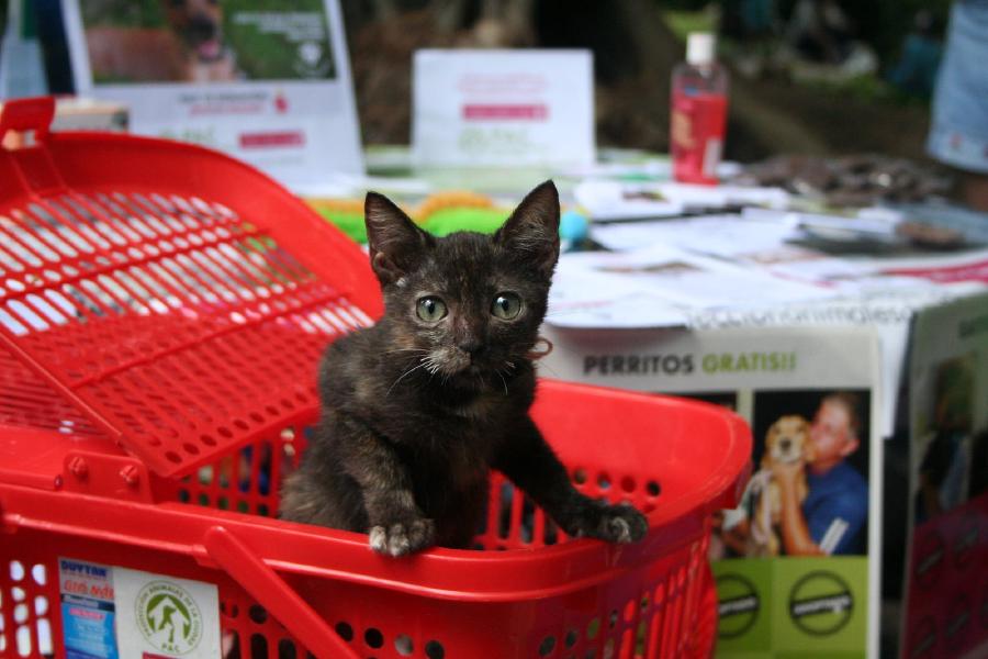 Comienza a ayudar animales en La Habana… con un clic