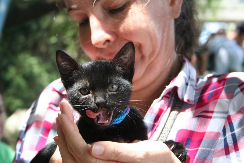 A través de PAC, se ha adoptado aproximadamente 1 gato por cada cinco perros. Triste, ¿no?