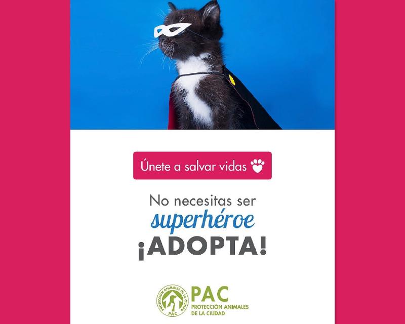 Voluntarios y animales de la comunidad PAC Cuba